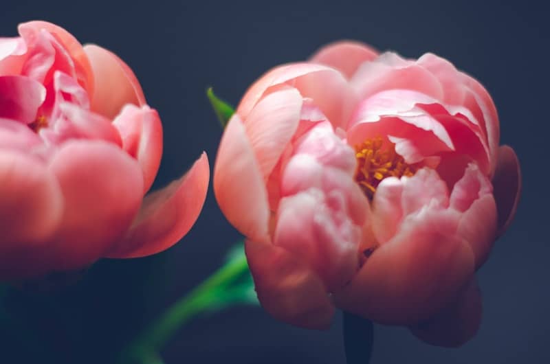 Two pink peony flowers blooming against a dark background.