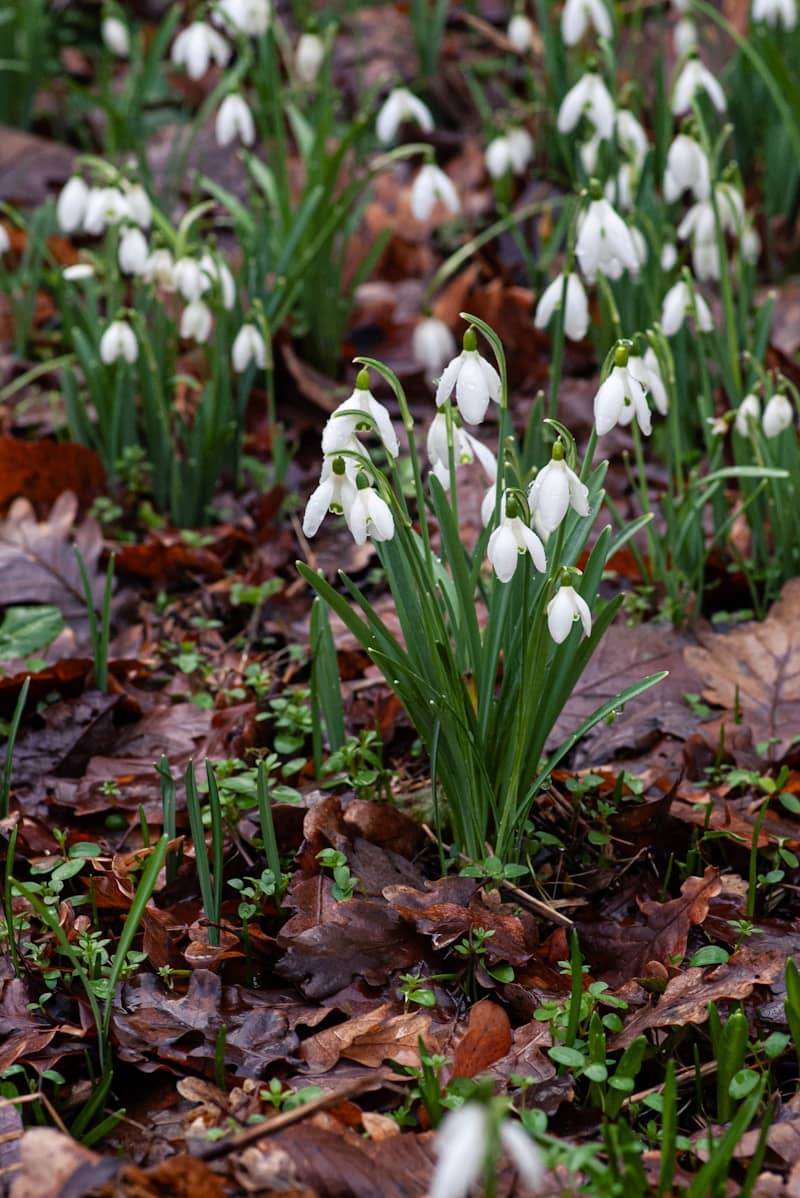 A cluster of white snowdrop flowers blooming amongst fallen leaves.