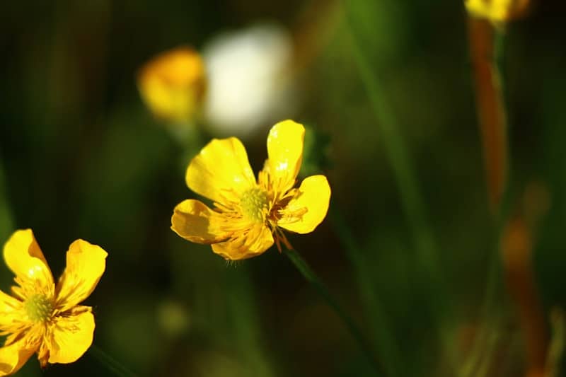 Yellow buttercups bloom in a field.
