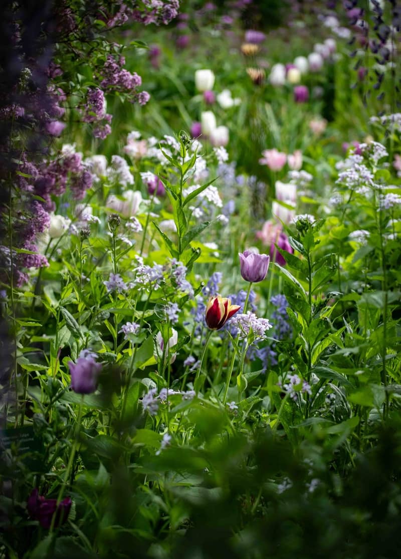 A lush garden filled with blooming tulips and wildflowers.