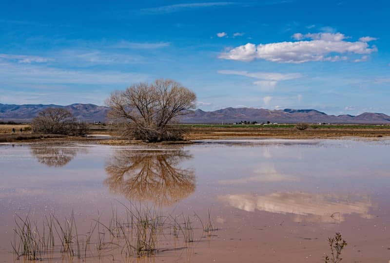 Bare trees reflected in a flooded field under blue sky.