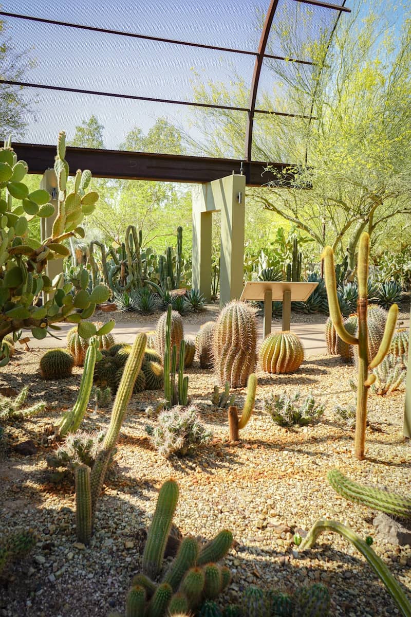 Cacti and succulent plants are in a botanical garden.