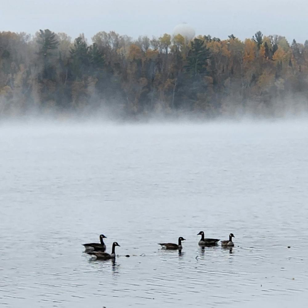 Geese on a foggy lake. 