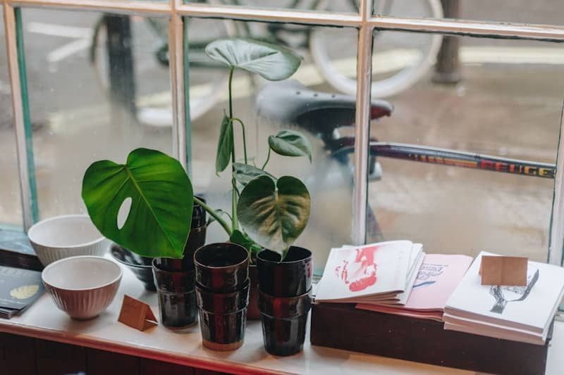 green plants beside white ceramic bowls with zines