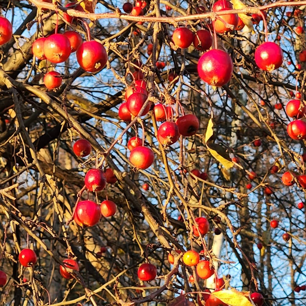 Winter berries