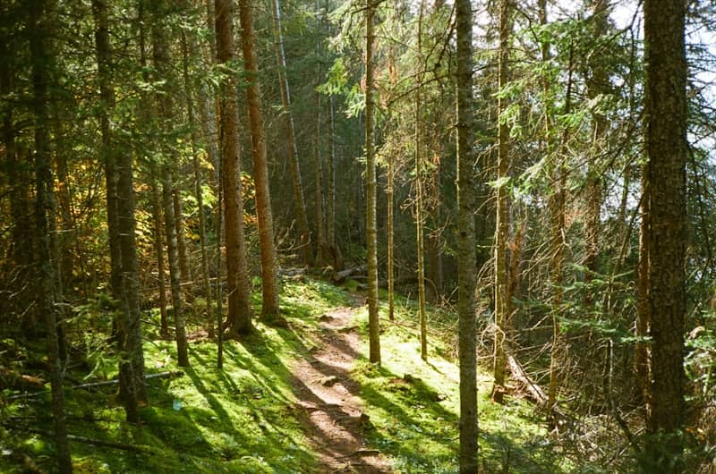 A sun-dappled forest path winds through tall trees.