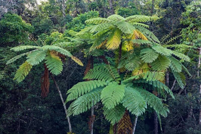 Lush green tree ferns in a dense forest.