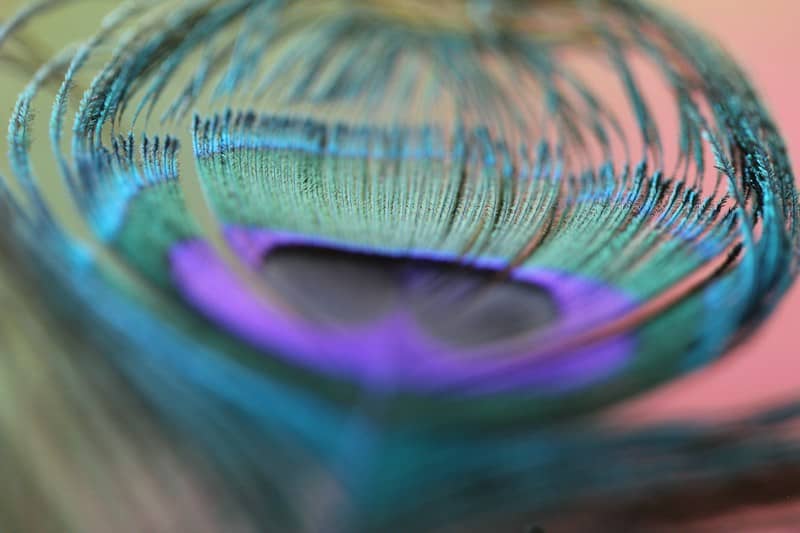 Abstract view of a vibrant peacock feather