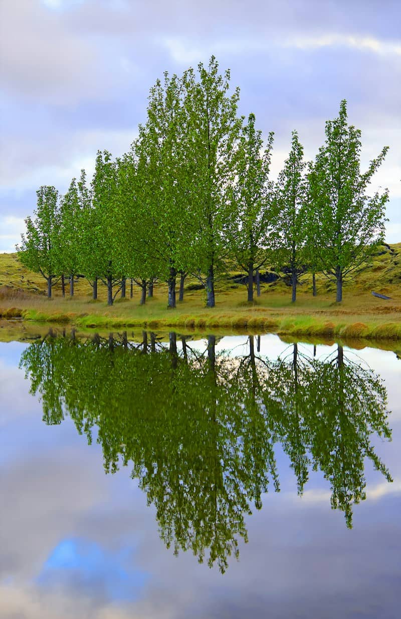 Row of green trees reflecting in still water.