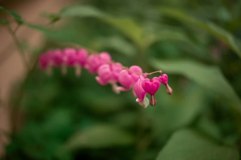 Pink bleeding heart flowers bloom against a green background.