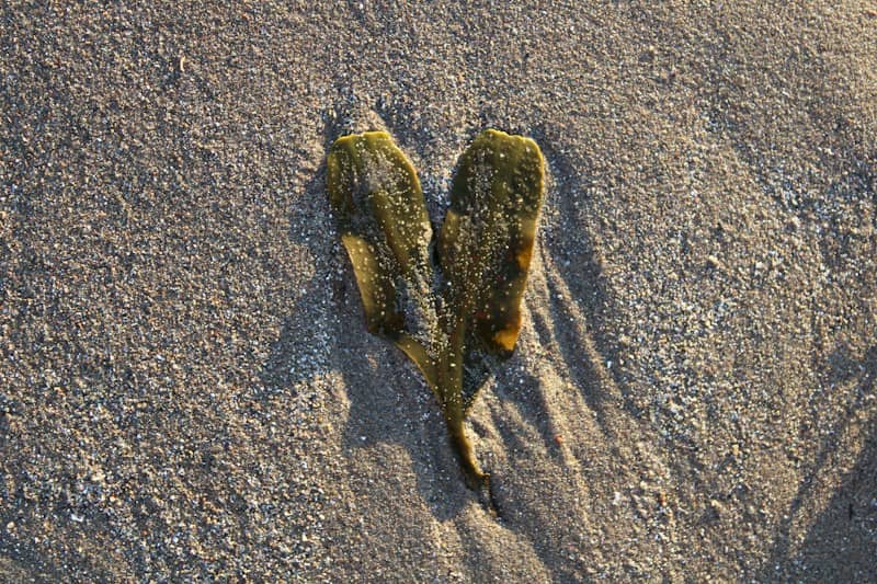 Heart-shaped seaweed lies on textured beach sand.