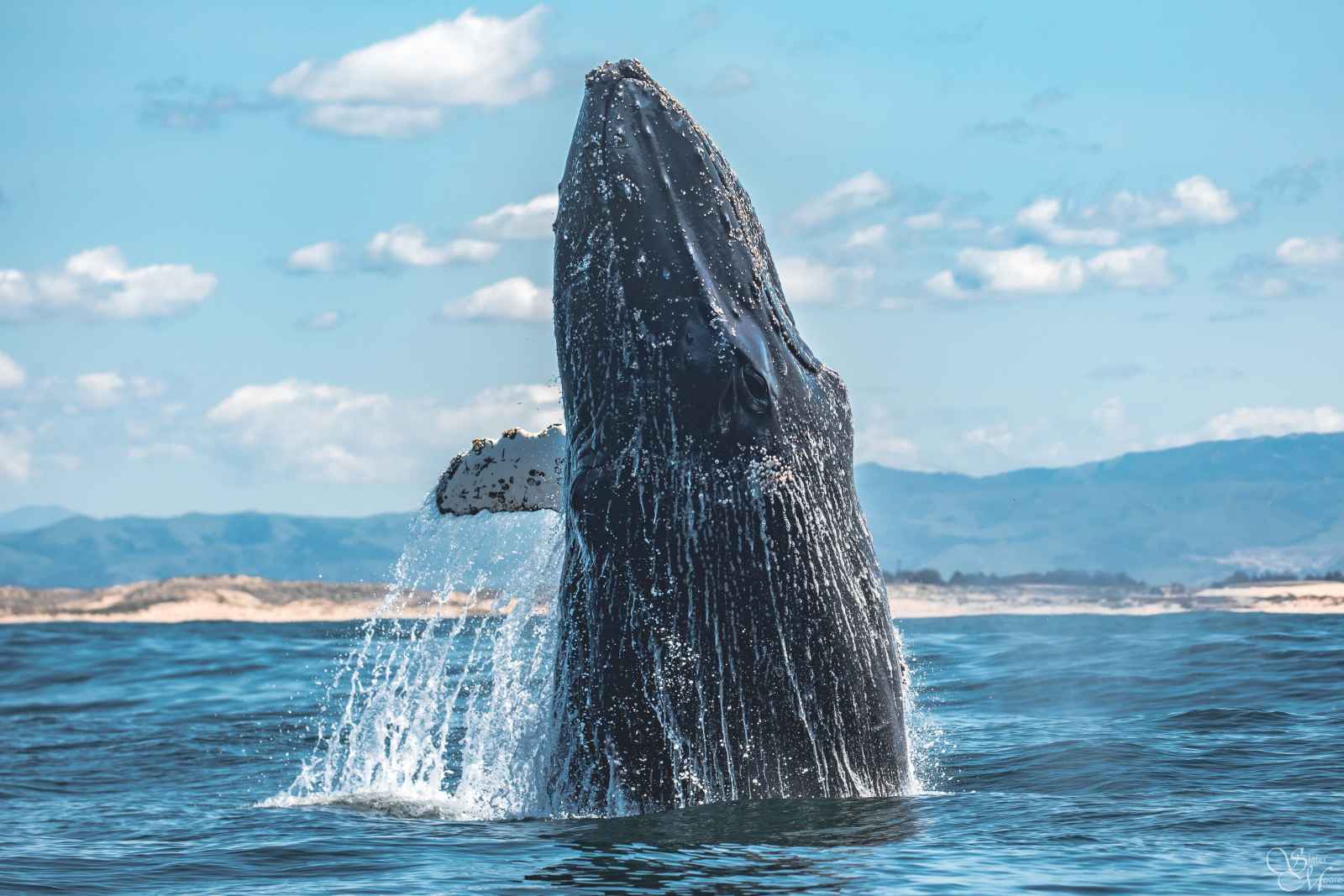 East coast whale watching