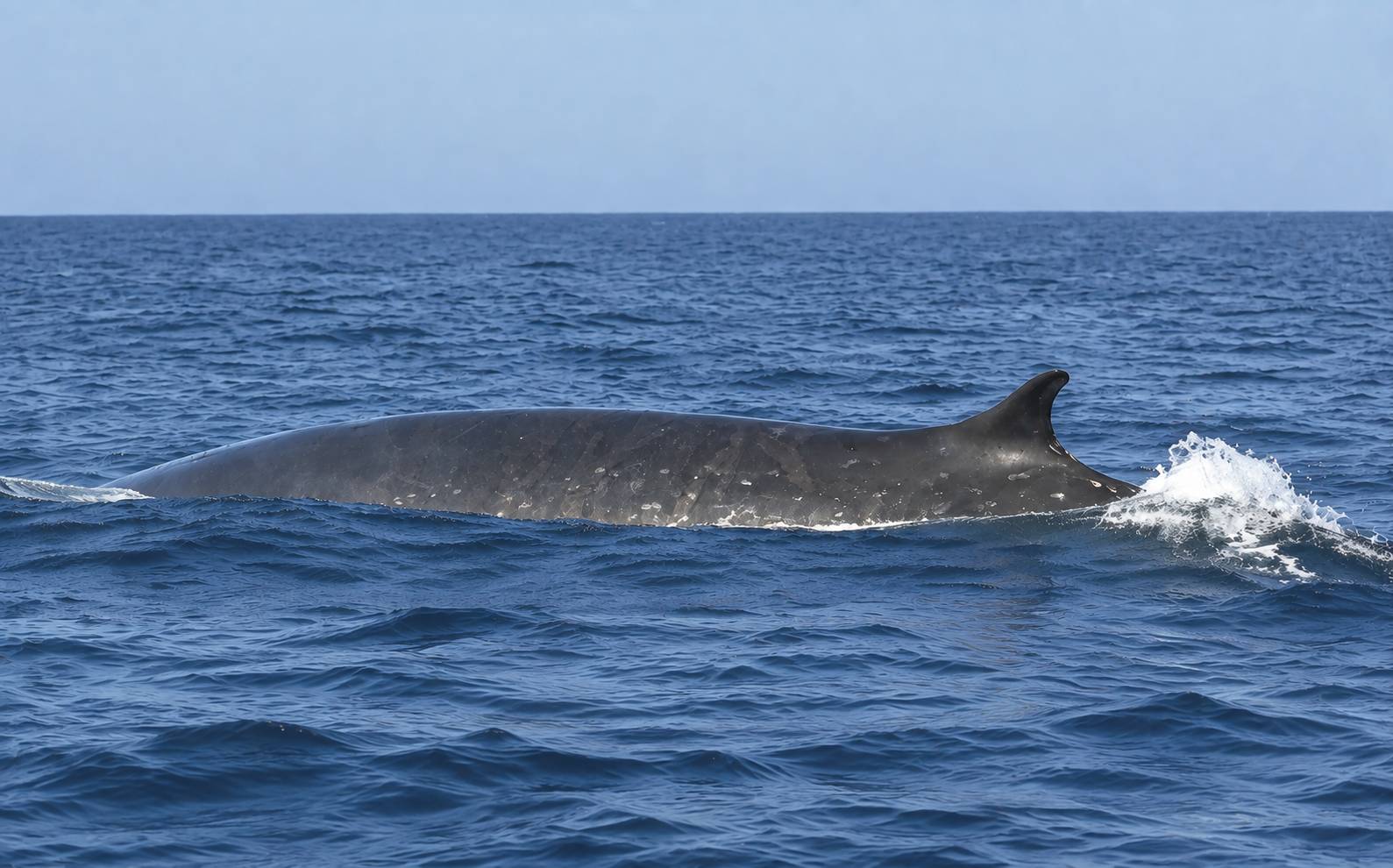 St. Andrews Whale Watching