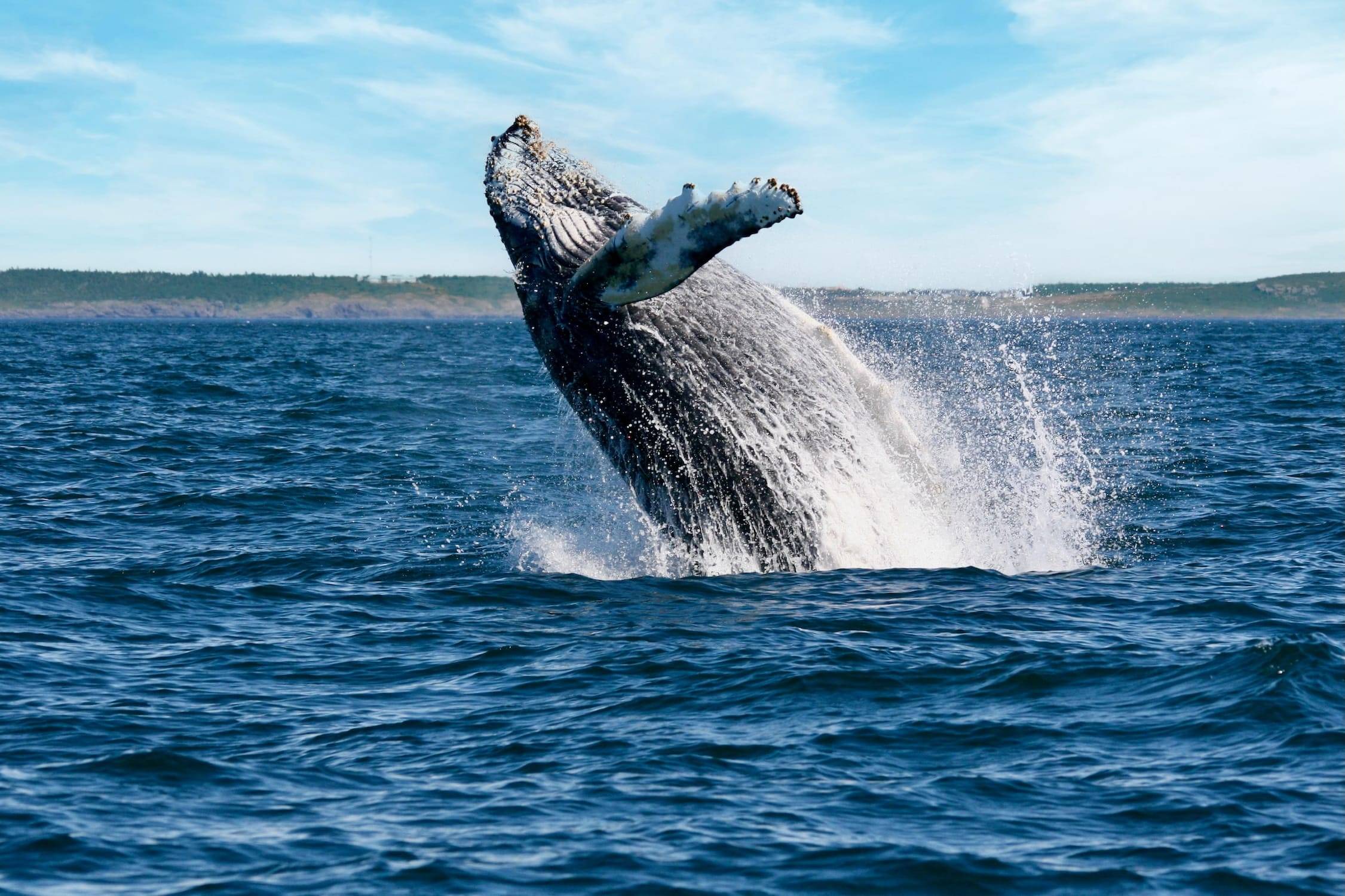 Bay of Fundy whale watching