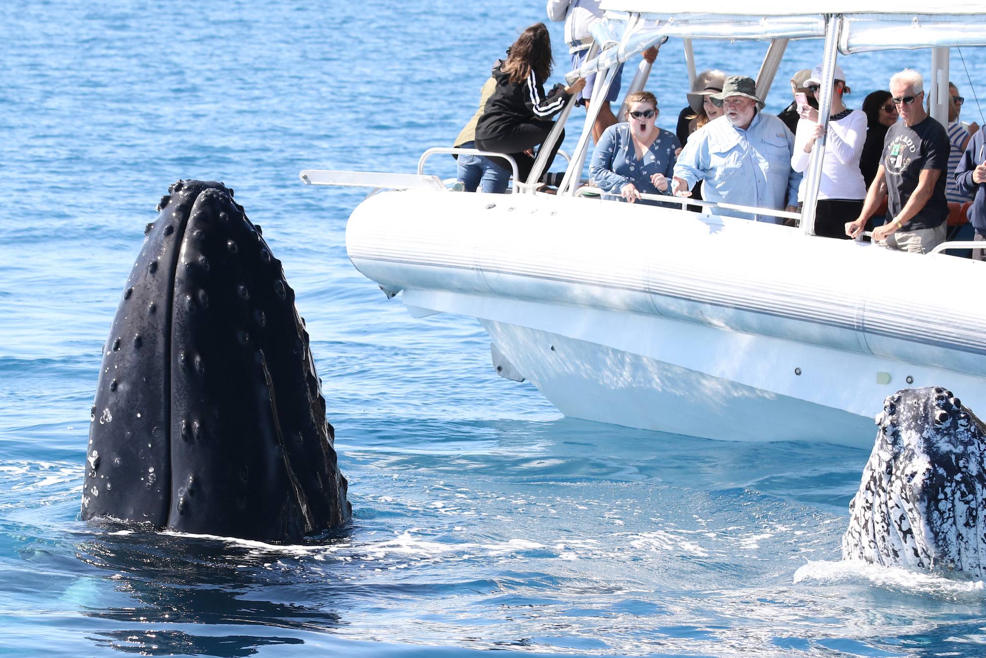 Whale Watching Tour