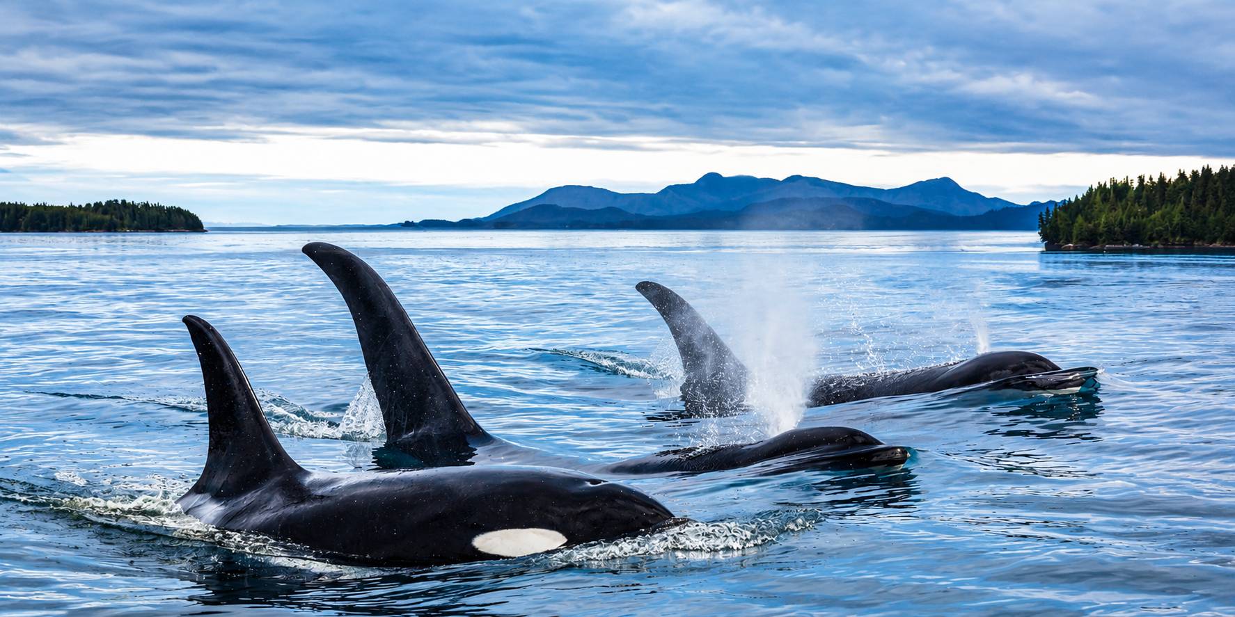 New Brunswick whale watching