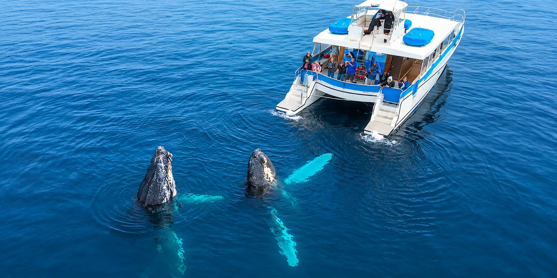 Whale Watching 