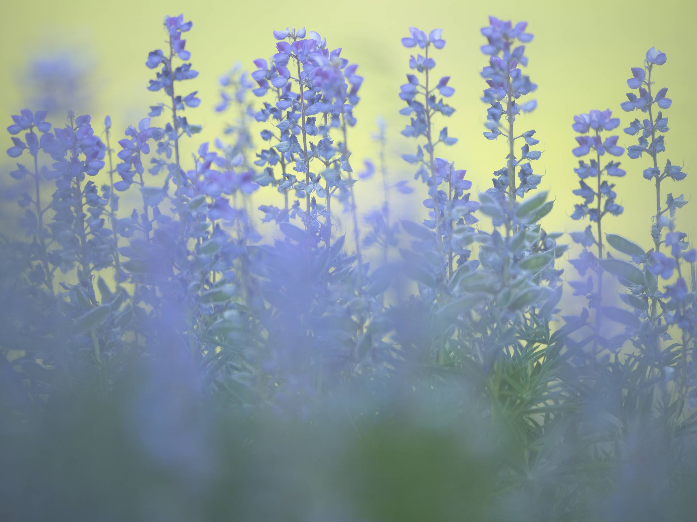 Lupine with soft focus