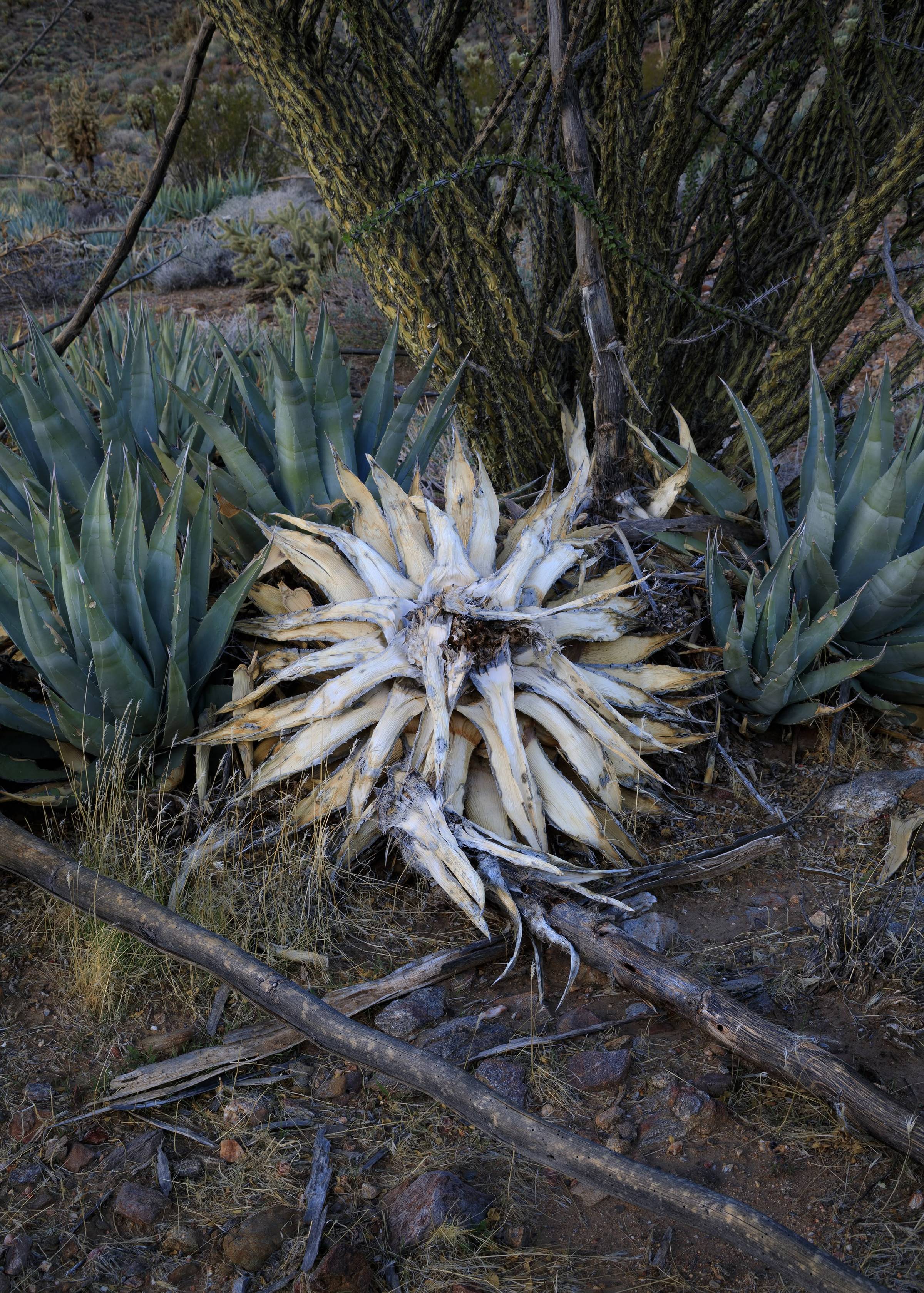 desert cacti in anza-borrego