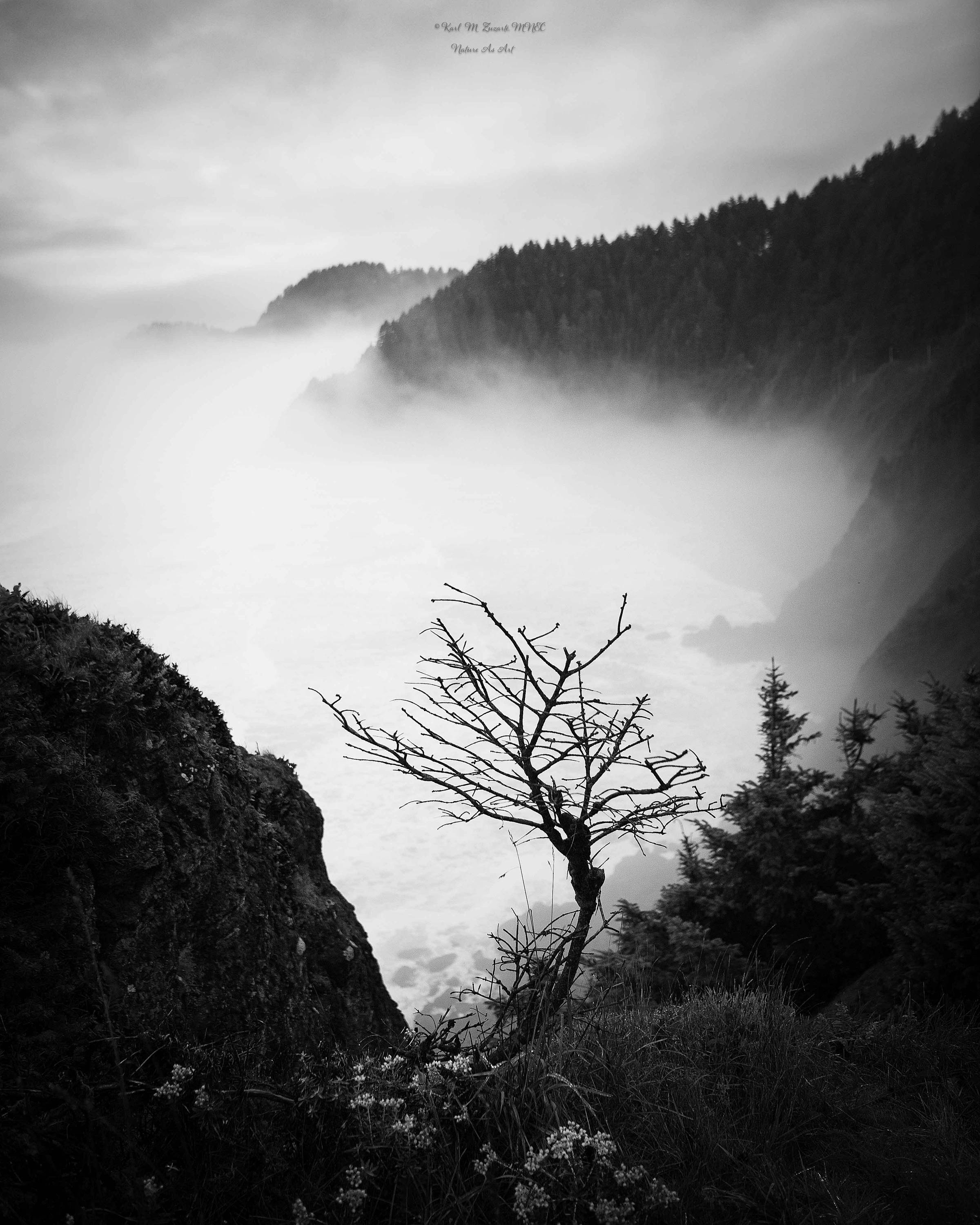 tree with fog