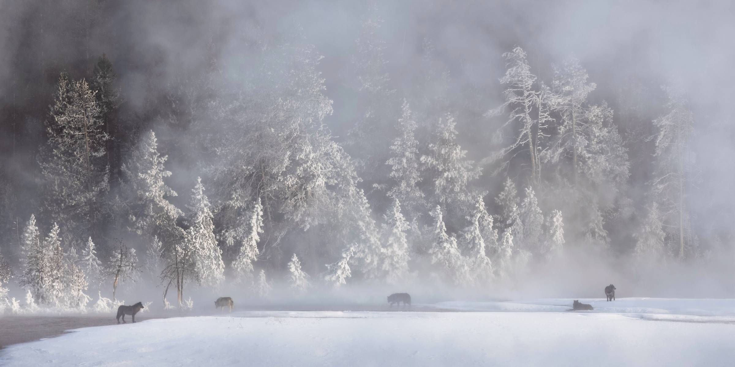 Wolves in Yellowstone National Park against snow covered treess