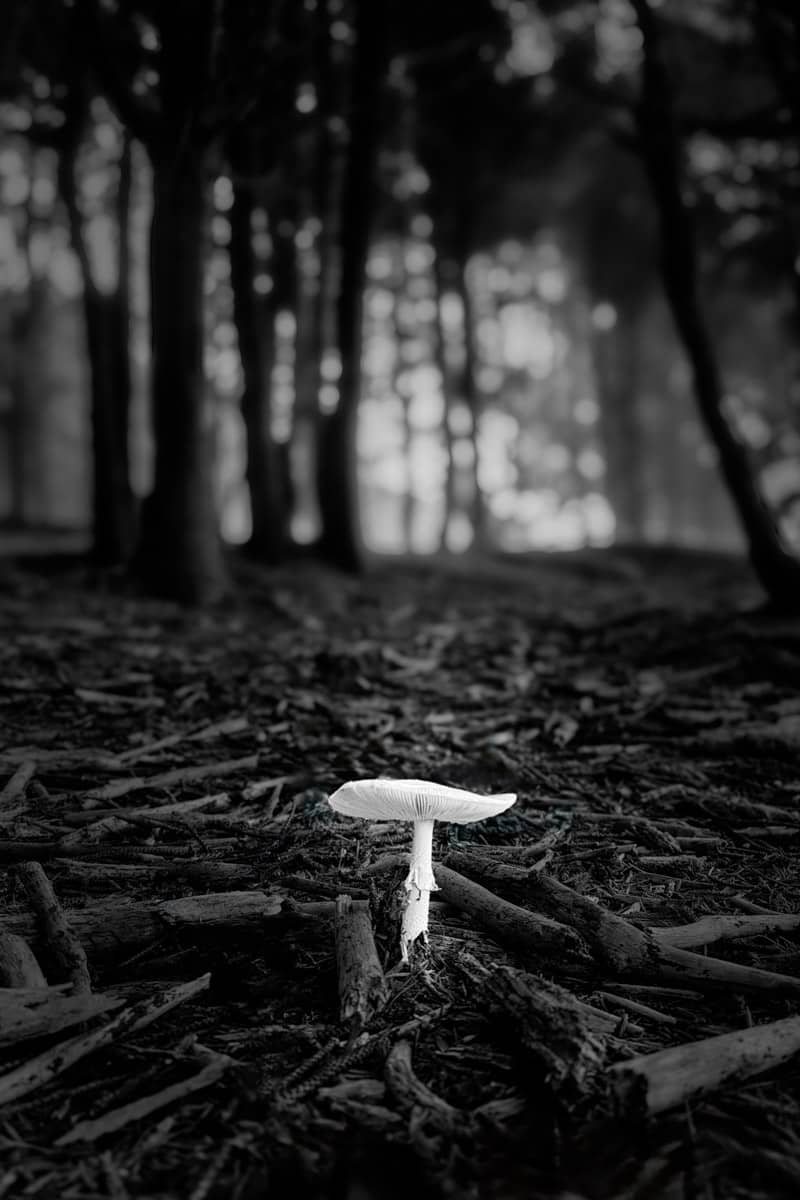 lone mushroom in a forest