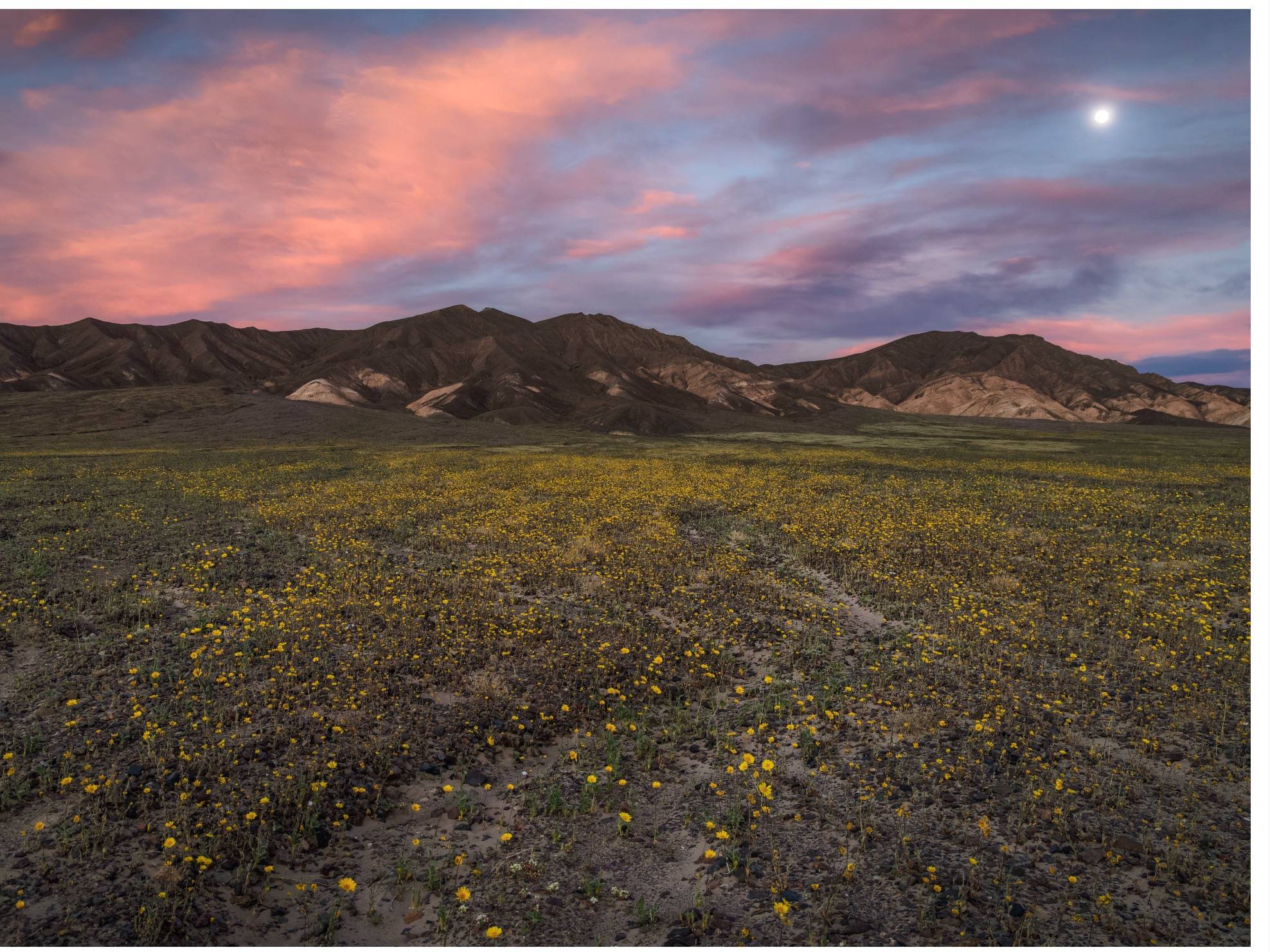 superbloom in death valley