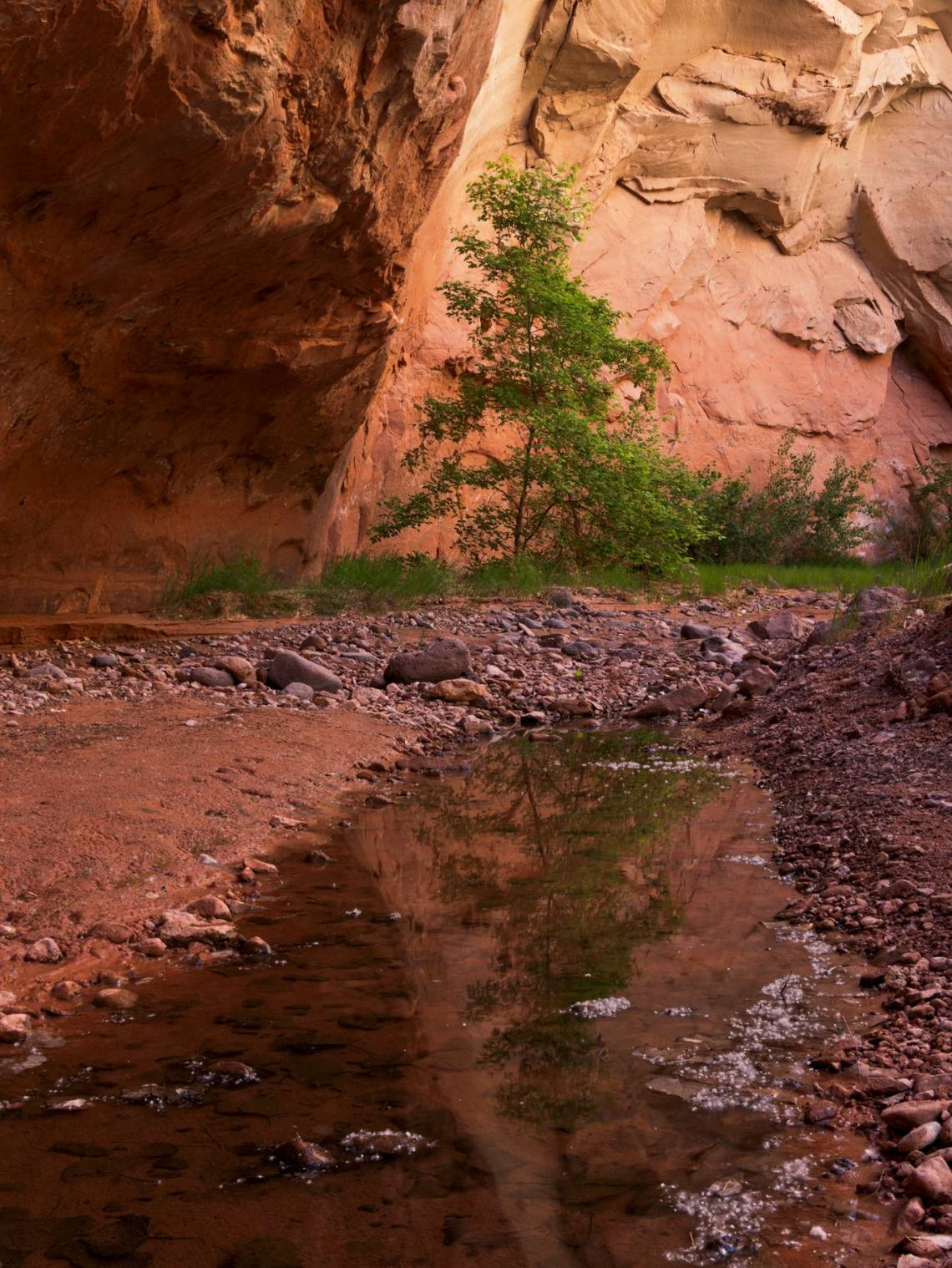 reflections of a cottonwood tree in a remot canyon