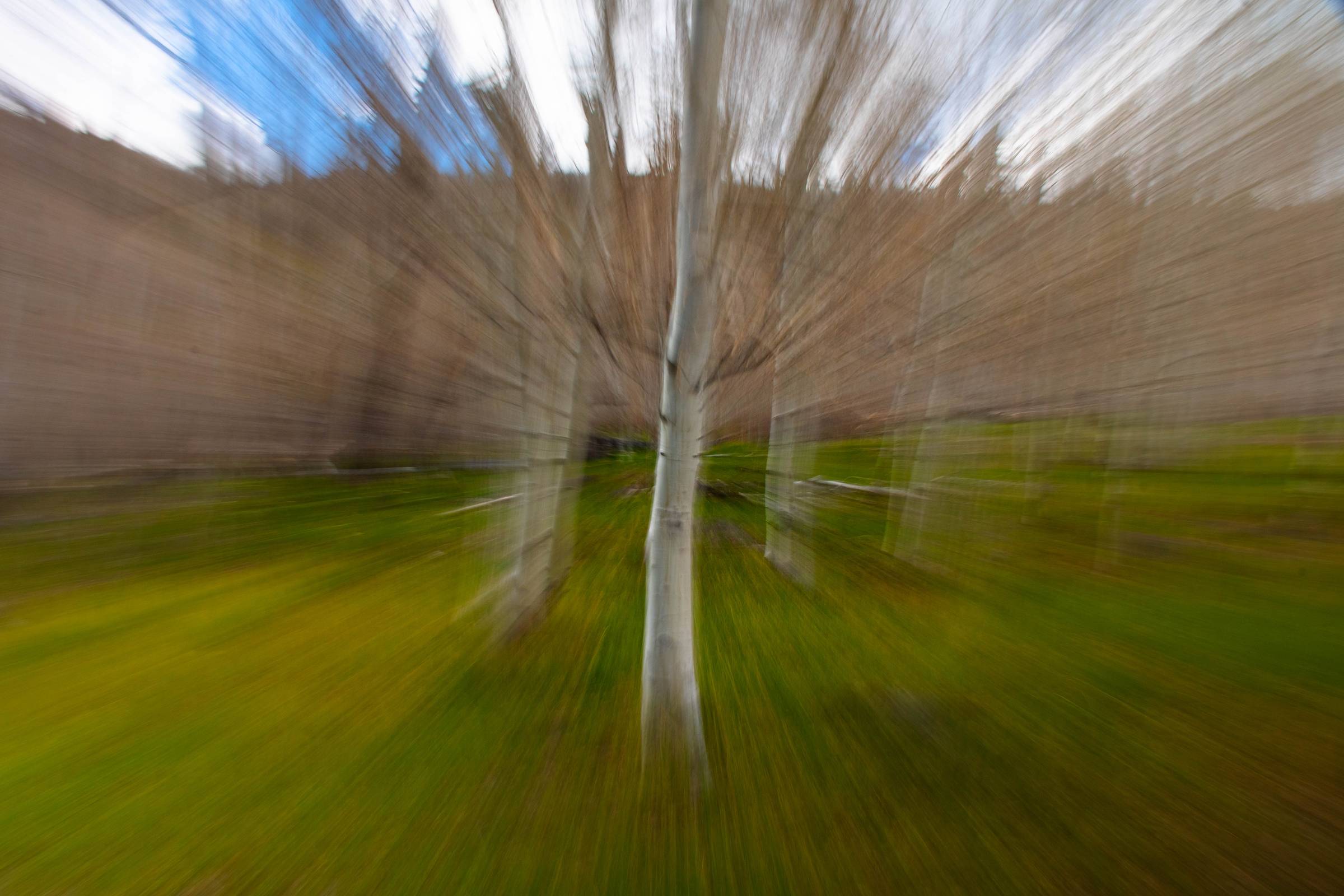 icm of aspen trees