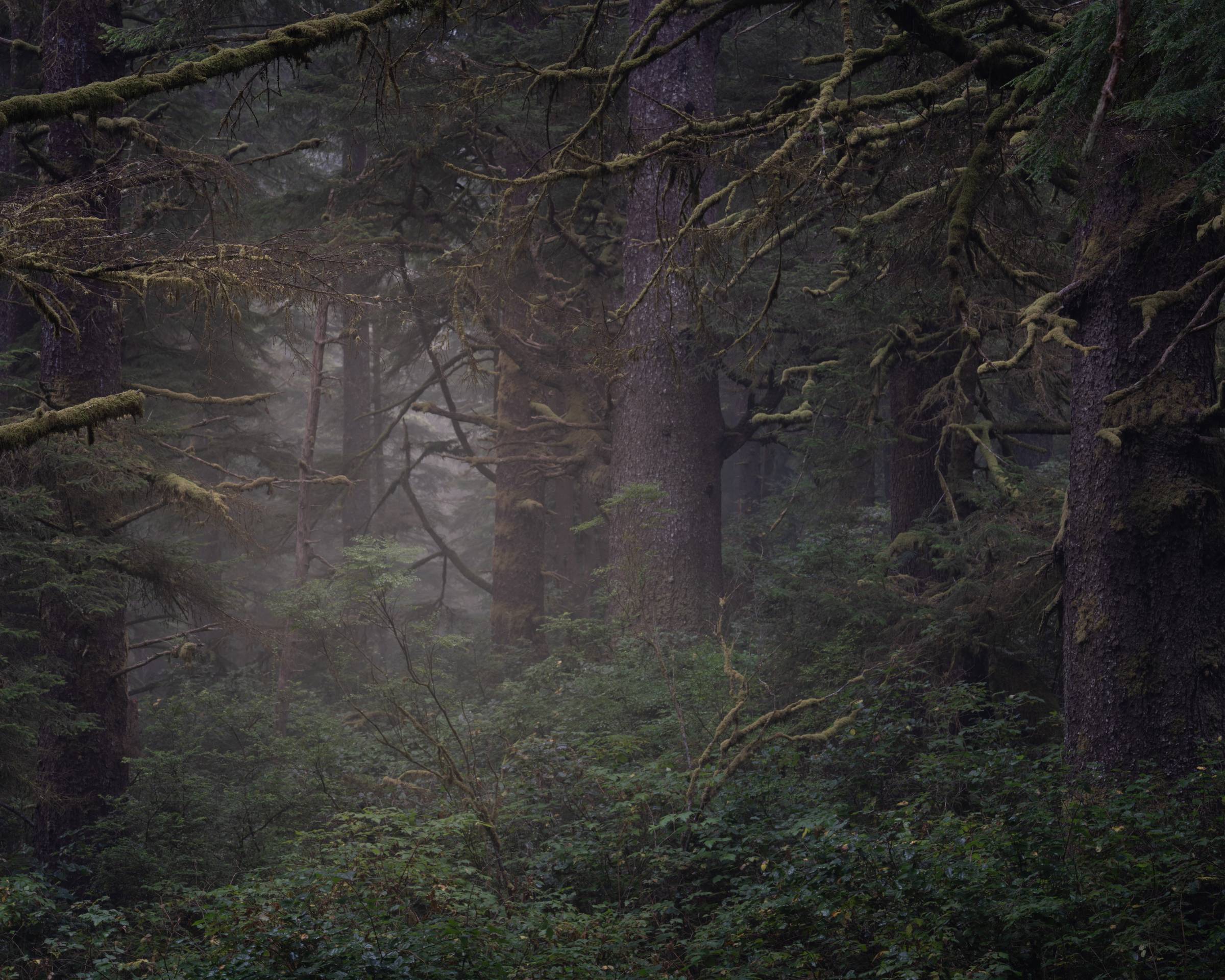 foggy forest scene