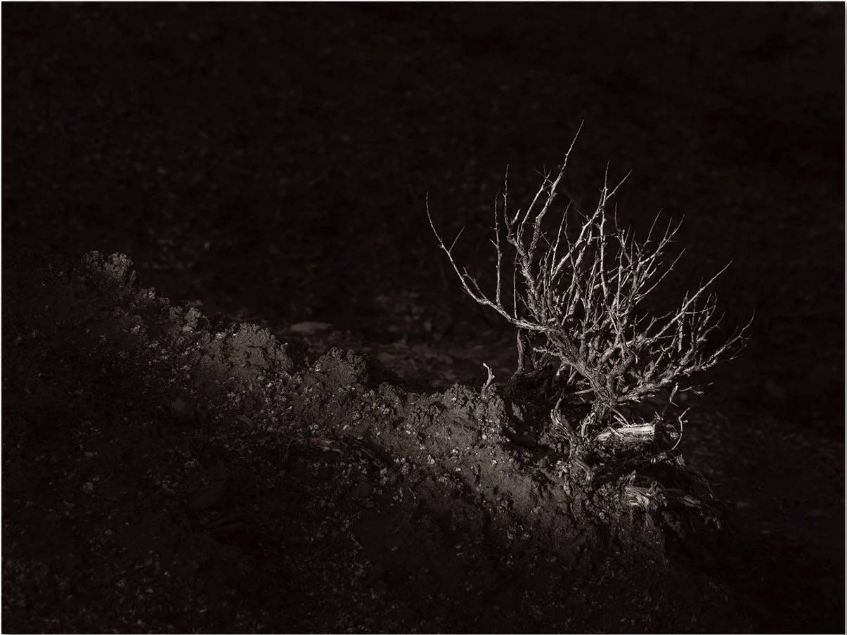 lit tree in shadow