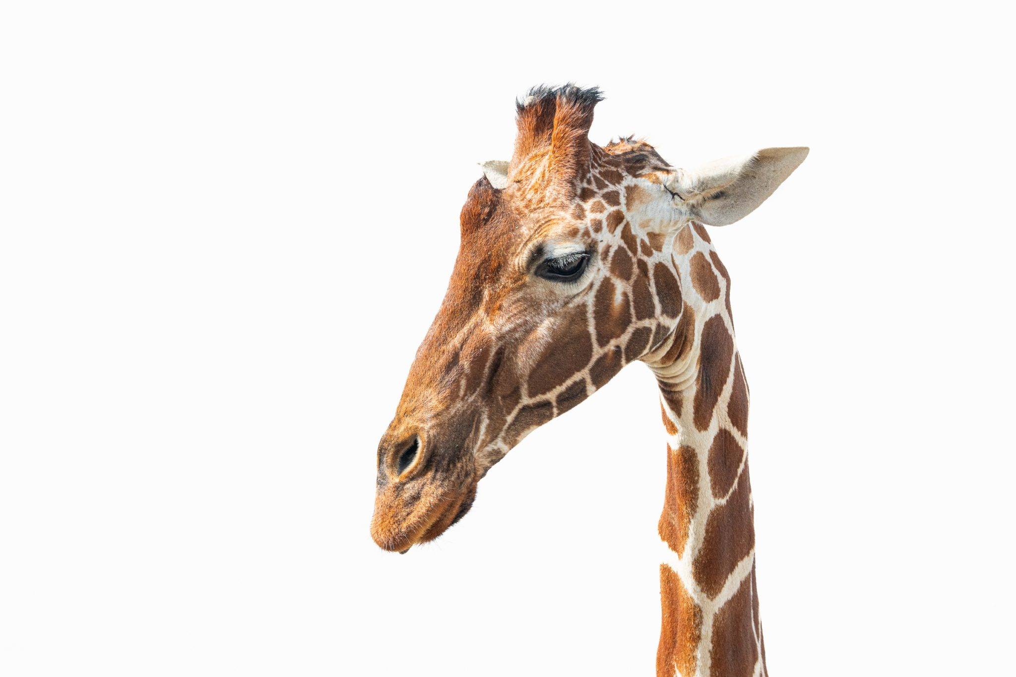 giraffe high key