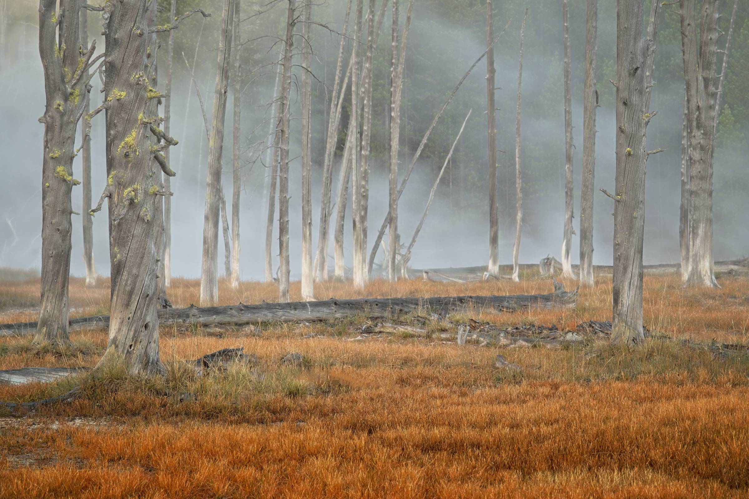 bobby socks trees in yellowstone