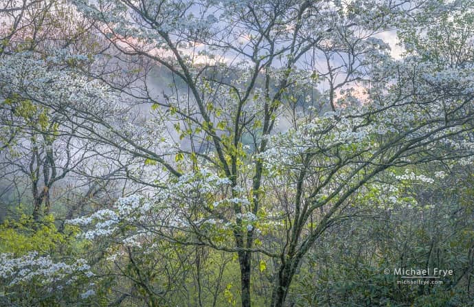 trees in smoky mountains