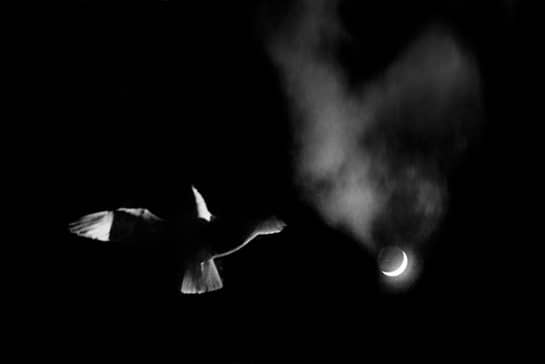 cole thompson image