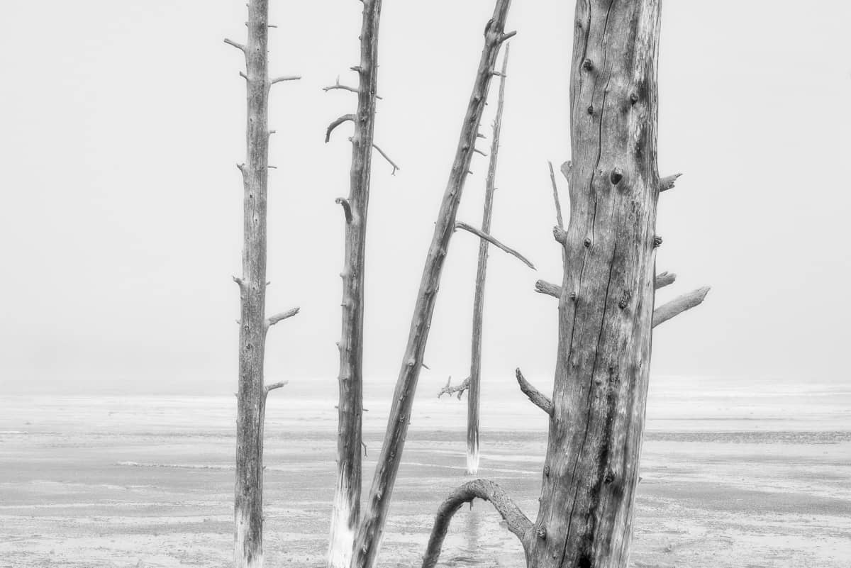 bobby socks trees in yellowstone