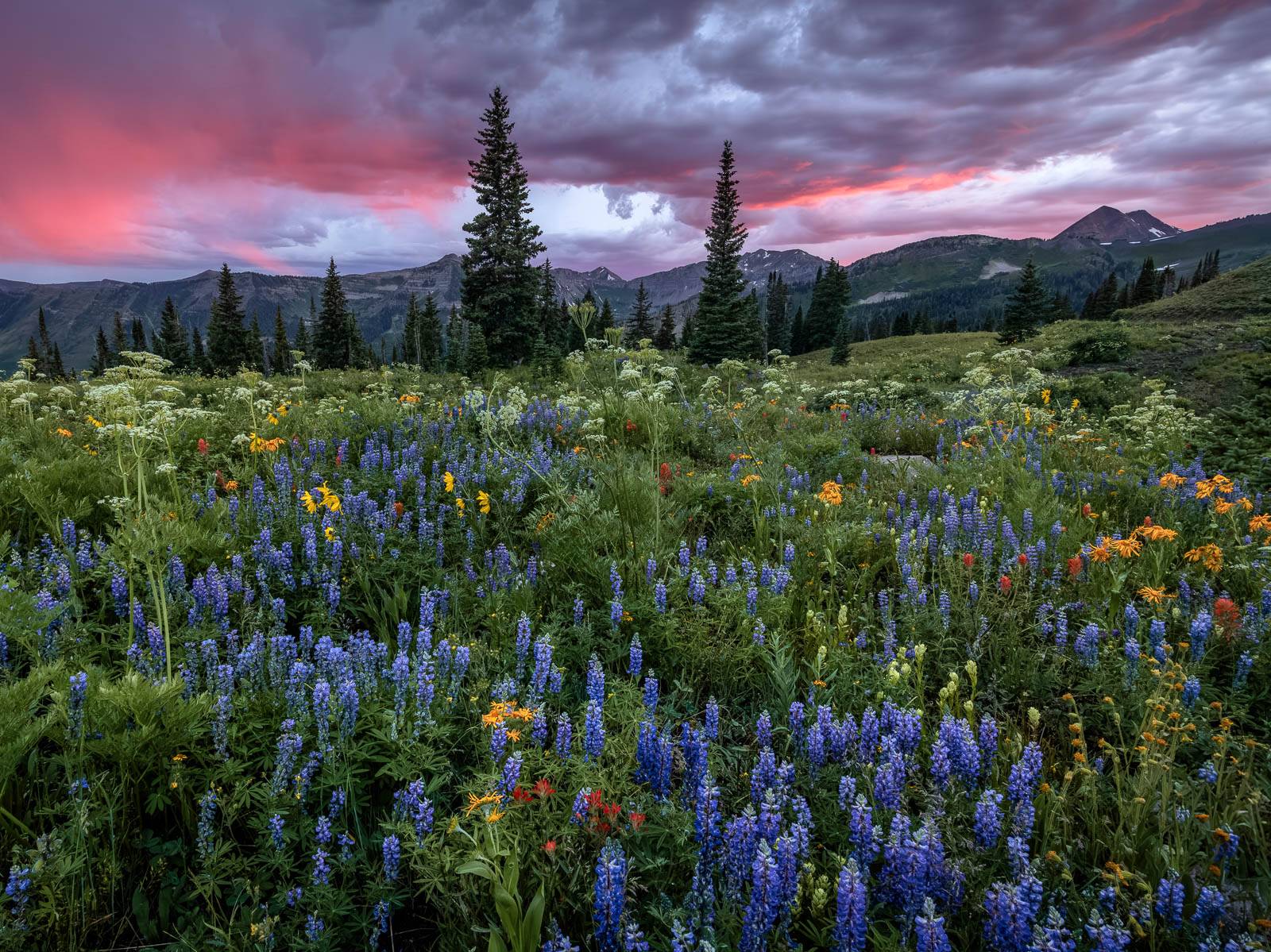 Crested Butte Wildflowers