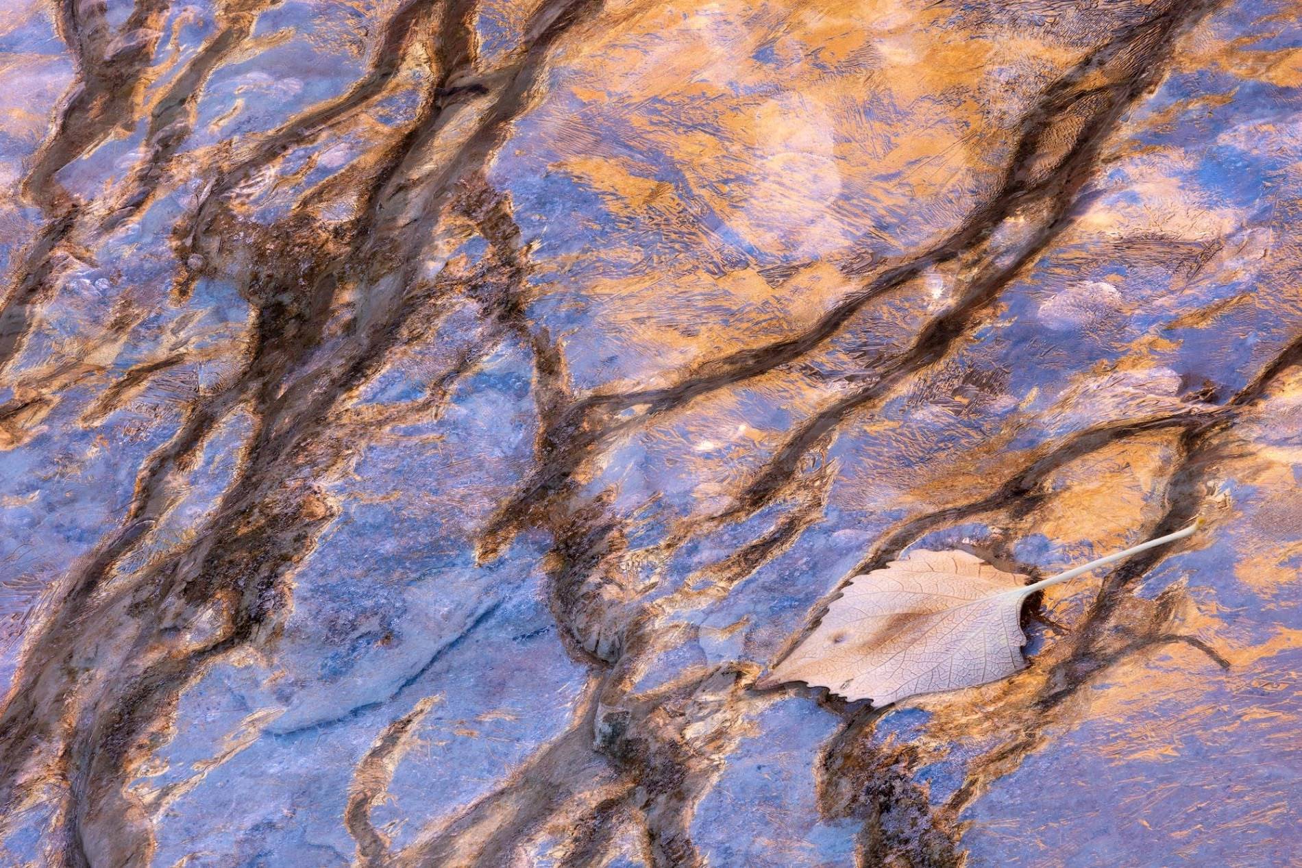 abstract image with leaf