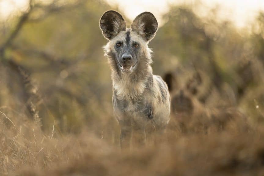 wildlife