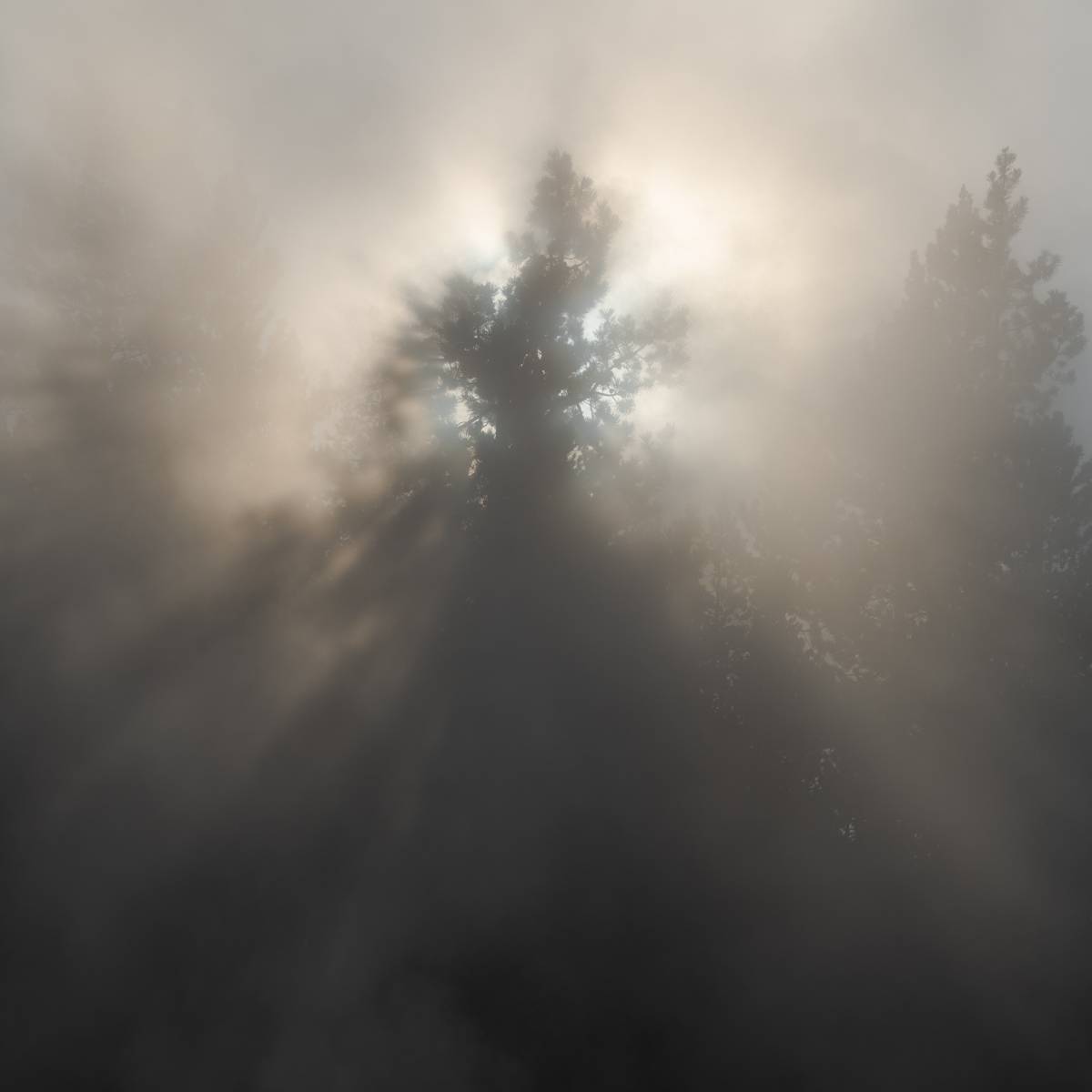 light rays coming through mist and trees in yellowstonee