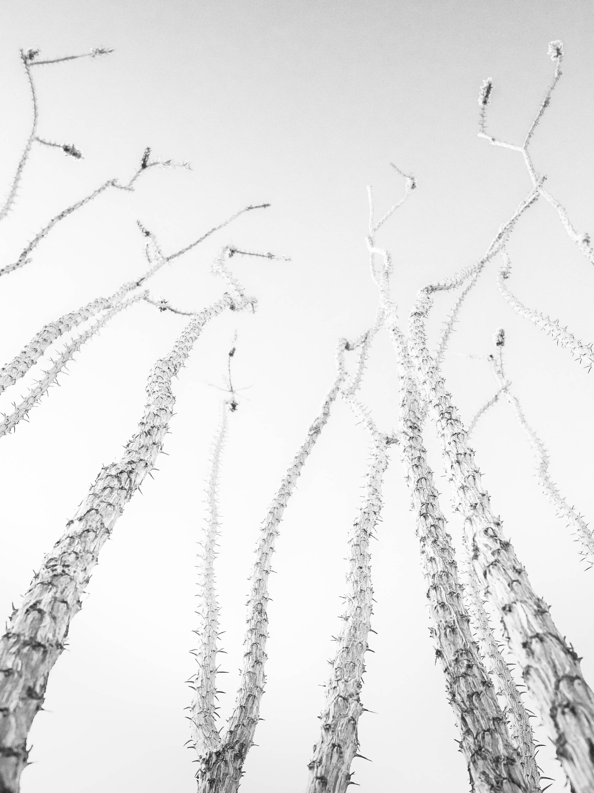 black and white ocotillo
