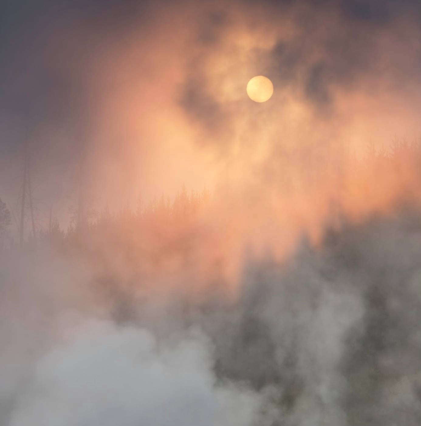 Wildfire smoke over trees in yellowstone