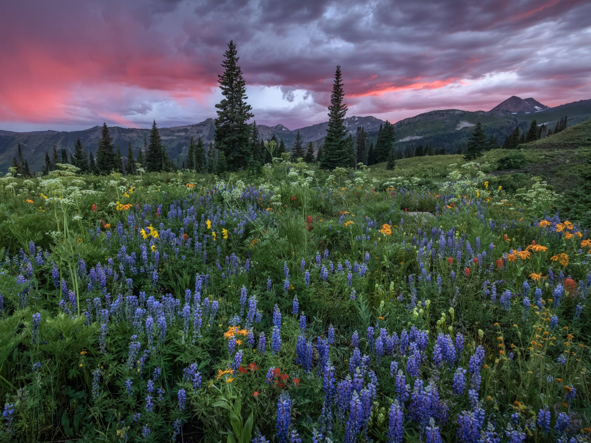 A wide landscape photograph of a lush mountain meadow at sunset. The foreground is a dense tapestry of colorful wildflowers, primarily purple, blue, and yellow. Beyond the flowers, a line of dark evergreen trees stands before distant, rugged mountain peak