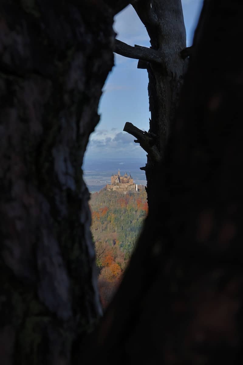 Castle on a hill seen through tree branches