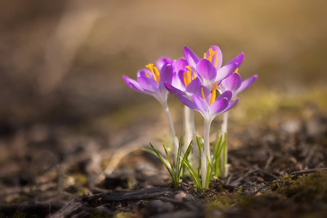 Crocus Flowers Showing the First Signs of Spring