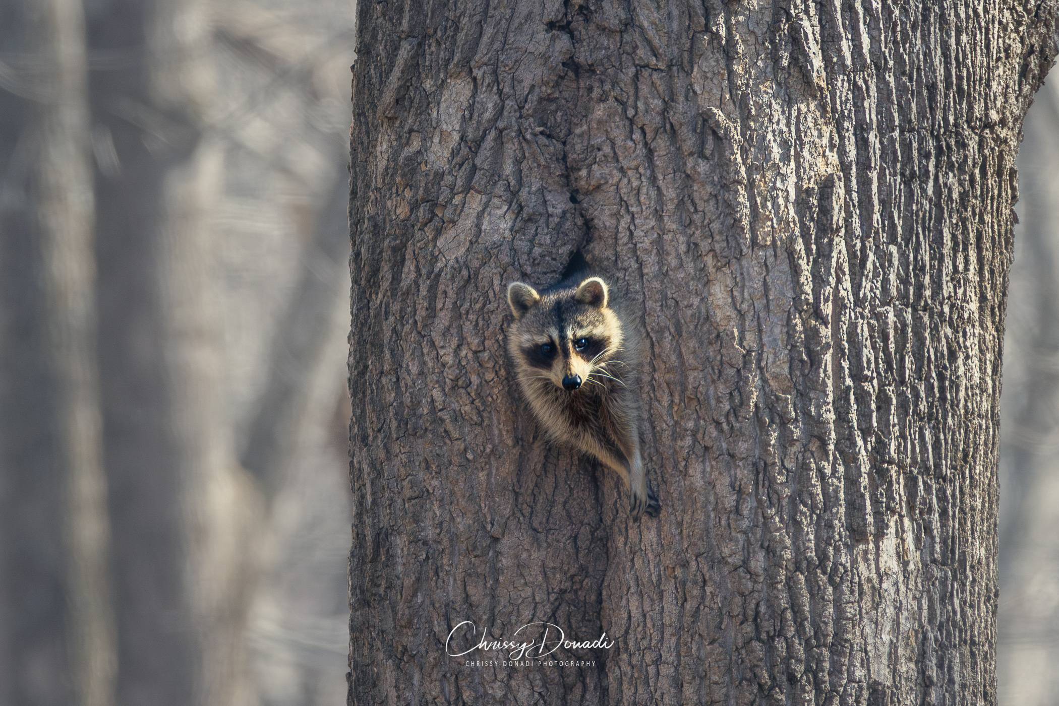 Raccoon popping out of a tree during stick season