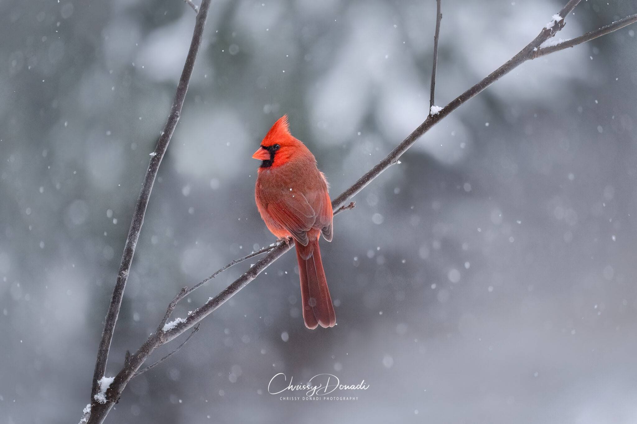 Red cardinal in winter snow storm