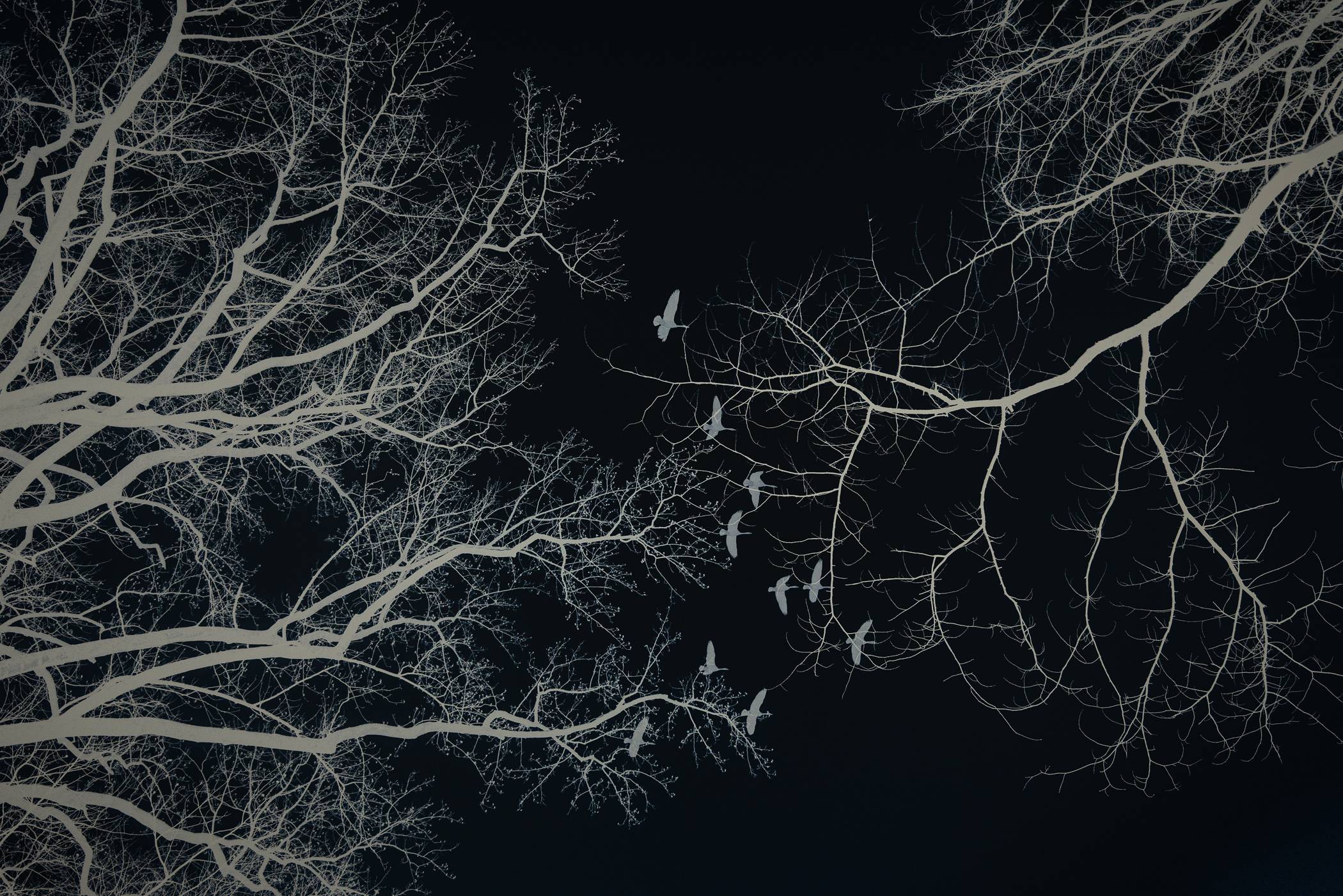 Bare winter tree branches and silhouetted birds against a dark night sky