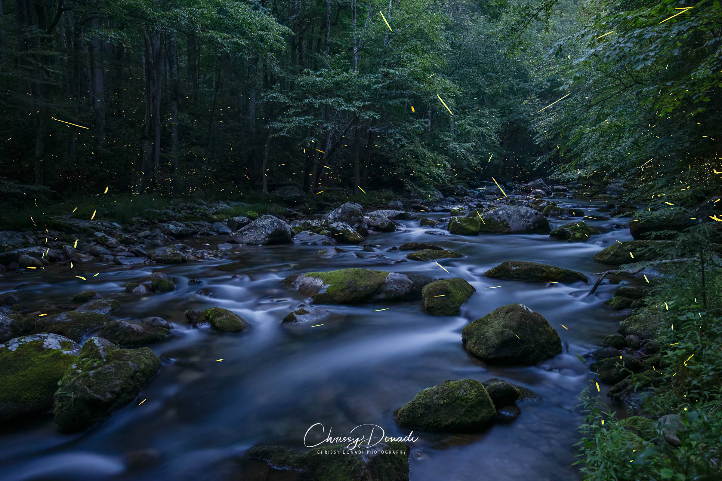 Fireflies dancing across the river at night in the Great Smoky Mountains National Park