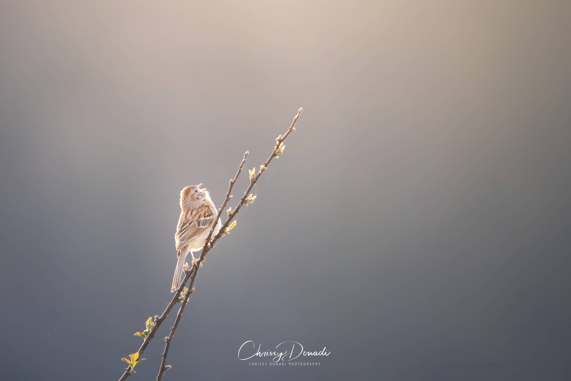 Songbird perched on a budding branch at sunrise